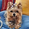 5D DIY Diamond Painting Kits Cute Dog