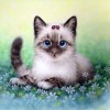 5D DIY Diamond Painting Kits Cartoon Cute Cat