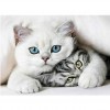 5d Diy Diamond Painting Cross Stitch Kits Two Cats