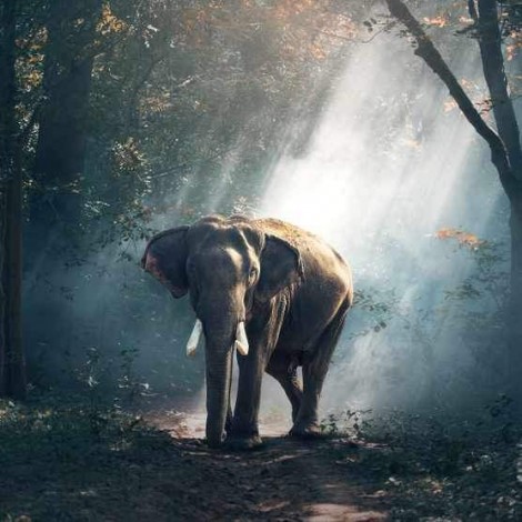 5D DIY Diamond Painting Kits Elephant in the Forest