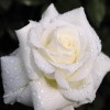 5D DIY Diamond Painting Kits Romantic White Rose