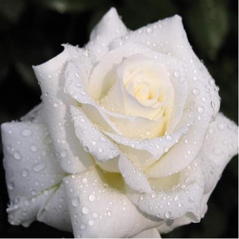 5D DIY Diamond Painting Kits Romantic White Rose