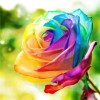 5D DIY Diamond Painting Kits Dream Rainbow Color Flower