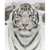 5D DIY Diamond Painting Winter White Tiger