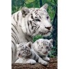 5D DIY Diamond Painting Kits Animal White Tiger Family
