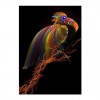 5D DIY Diamond Painting Kits Colorful Artistic Bird