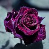 5D DIY Diamond Painting Kits Romantic Rose