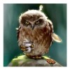 5D DIY Diamond Painting Kits Watercolor Owl With A Cup Of Coffee