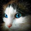 2019 New Cute Cat With Charming Blue Eyes 5d Diamond Diy Paint