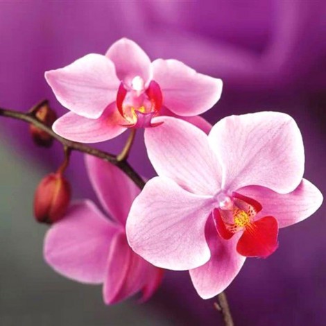 5D DIY Diamond Painting Kits Beautiful Orchid