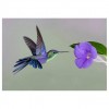 5D DIY Diamond Painting Kits Cartoon Bird Flower