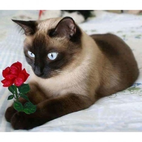 2019 New Hot Sale Cute Cat Holding Flower 5d Diy Diamond Painting Kits