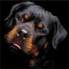 2019 Special Dog Rottweiler Pictures 5d Diy Diamond Painting Kits
