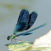 5D DIY Diamond Painting Kits Blue Dragonfly