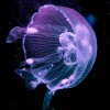5D DIY Diamond Painting Kits Dream Beautiful Jellyfish