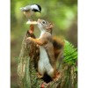 5D DIY Diamond Painting Kits Cute Squirrel and Bird