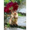 5D DIY Diamond Painting Kits Funny Rainy Flower Umbrella Squirrel