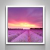 5D DIY Diamond Painting Kits Beautiful Sunset Lavender Fields Nature