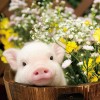5D DIY Diamond Painting Kits Pig in the Flower Barrel
