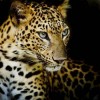 5D DIY Diamond Painting Kits Portrait Leopard