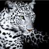 5D DIY Diamond Painting Kits Black White Animal Portrait Leopard