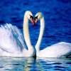 2019 Hot Sale Elegant Swan Lover In Lake 5d Diy Full Diamond Painting Swan Kits