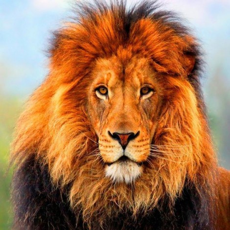 2019 Hot Sale Animal Lion 5d Diy Crystal Painting Kits