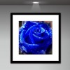 5D DIY Diamond Painting Kits Beautiful Blue Rose