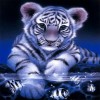 2019 Special Diamond Cute Tiger Pattern 5d Diy Crystal Painting Kits