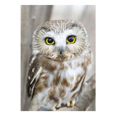 5D Diamond Painting Kits Lovely White Owl
