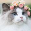 5D DIY Diamond Painting Kits Cute Cat And Flowers