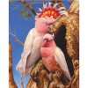 5D Diy Cross Stitch Diamond Painting Kits Cute Parrot