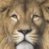 5D DIY Diamond Painting Kits Cartoon Lion Face