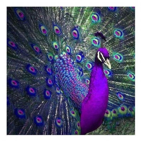 5D DIY Diamond Painting Kits Purple and Blue Oil Painting Styles Peacock